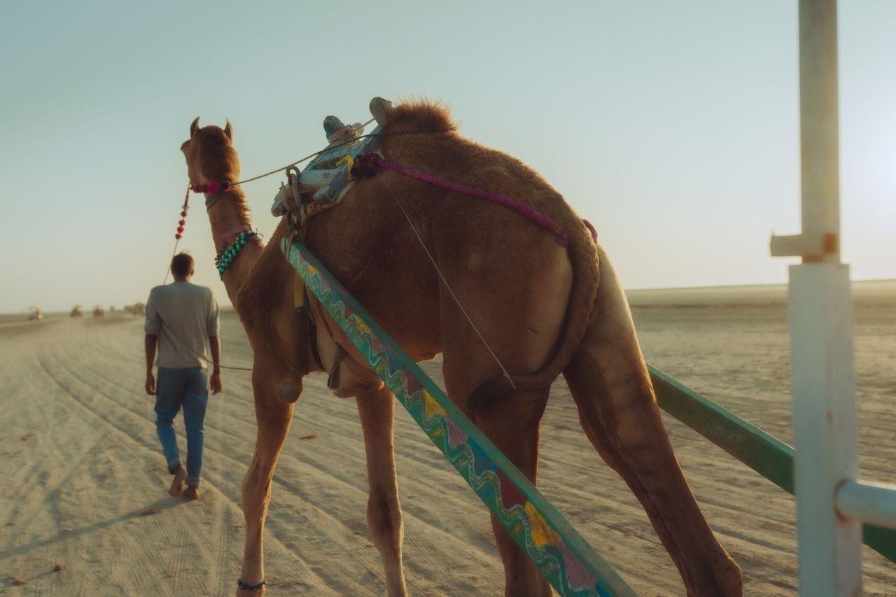 about-01 A man leads a decorated camel through the sandy landscape of Gujarat's desert during daytime.